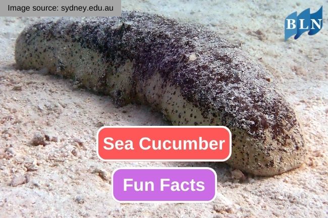 10 Impressive Facts about Sea Cucumbers